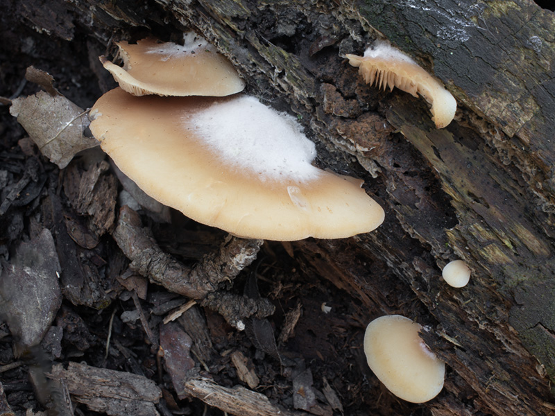 Crepidotus pini Crepidotus pini